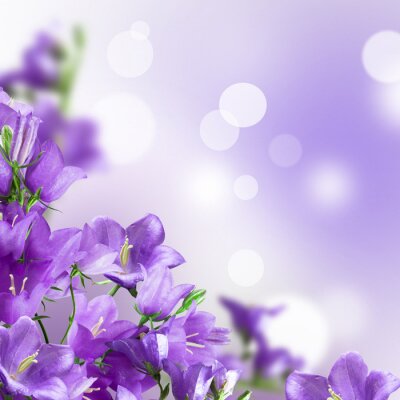 Violettes Glöckchen