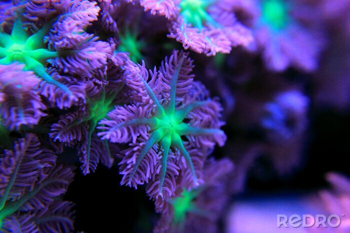Fototapete Violettes Korallenriff aus nächster Nähe