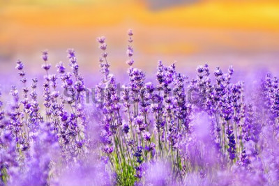 Fototapete Violettes Lavendelfeld