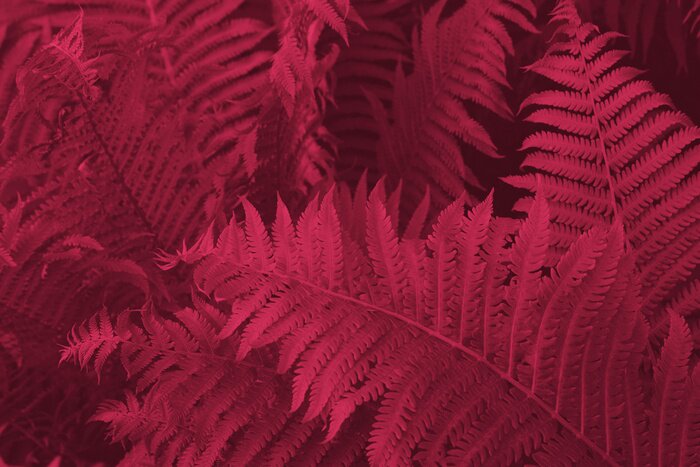 Fototapete Viva Magenta beautiful view of fern plant in monochrome color. Forest Viva Magenta colored fern plants. Trendy color 2023