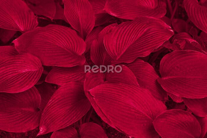 Fototapete Viva magenta color leaf texture, nature monochrom background. Color of the year 2023