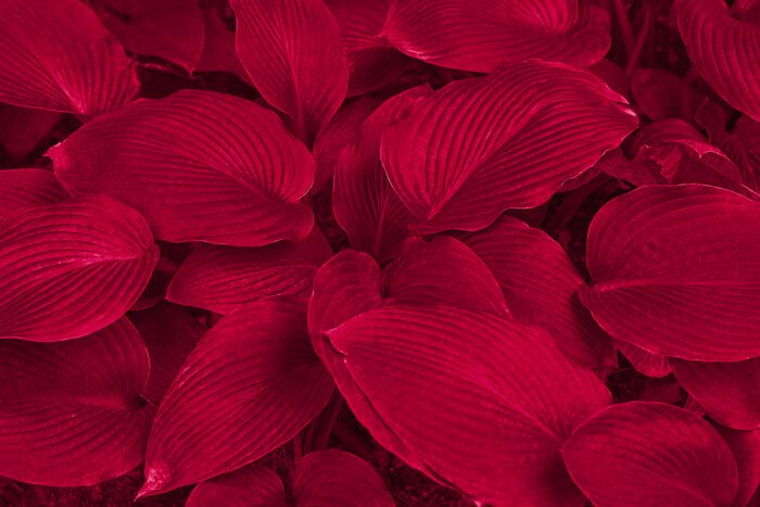 Fototapete Viva magenta color leaf texture, nature monochrom background. Color of the year 2023