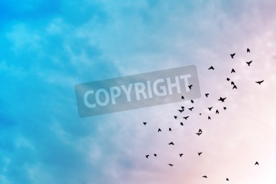Fototapete Vögel am pastellfarbenen Himmel