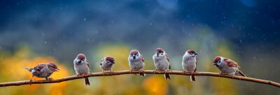 Vögel auf einem Ast im Regen