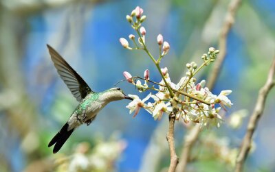 Fototapete Vögel Blumen im Frühling