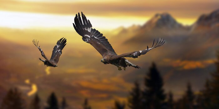 Fototapete Vögel über dem Wald in den Bergen