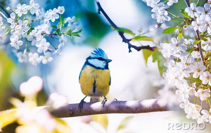Fototapete Vogel auf dem Zweig im Frühling