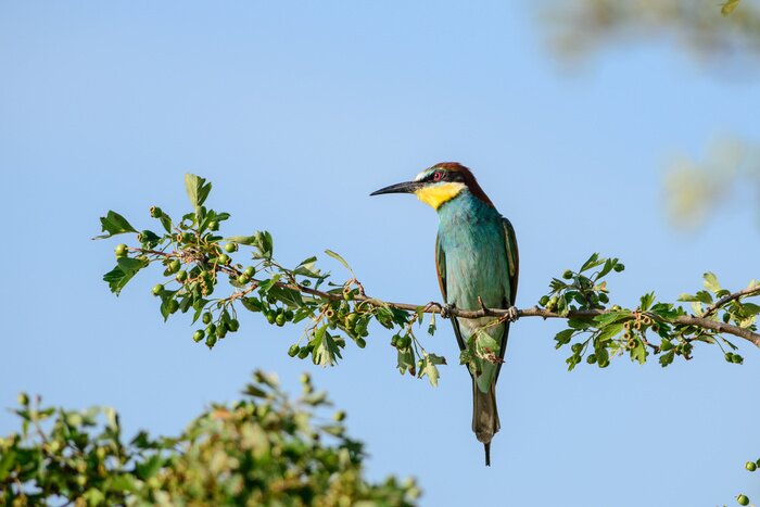 Fototapete Vogel auf einem sommergrünen Zweig