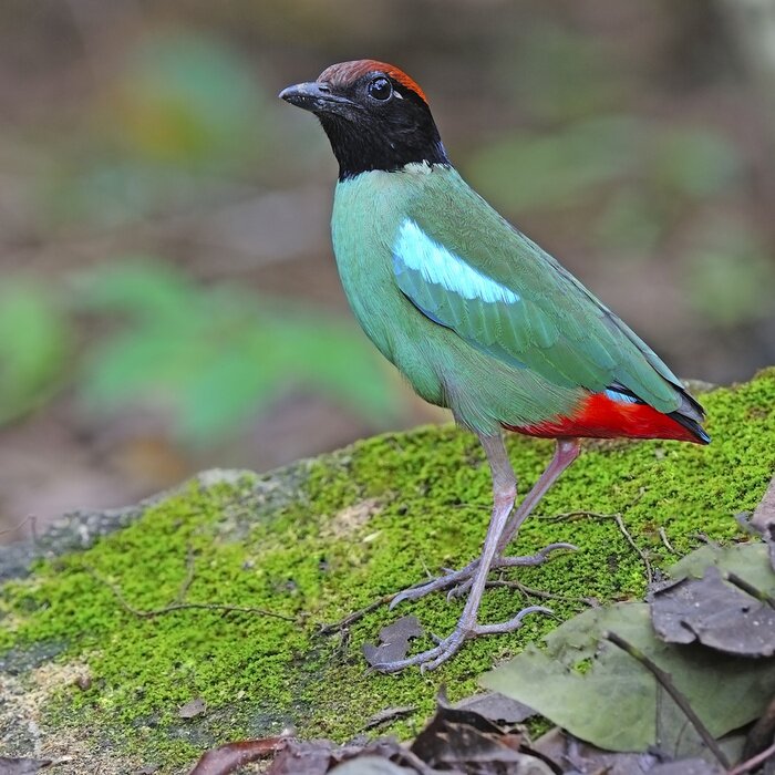 Fototapete Vogel auf Moos stehend