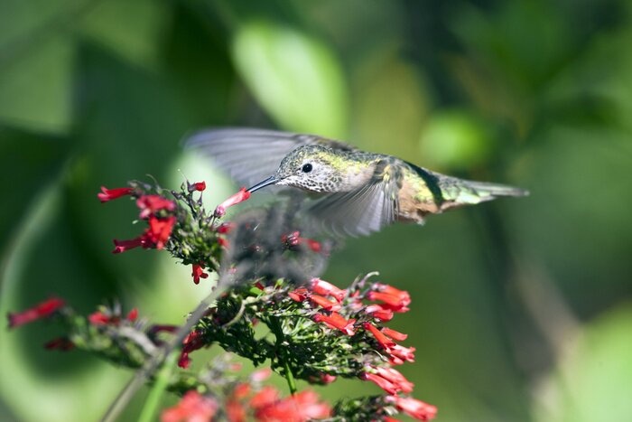 Fototapete Vogel bei den roten Blumen