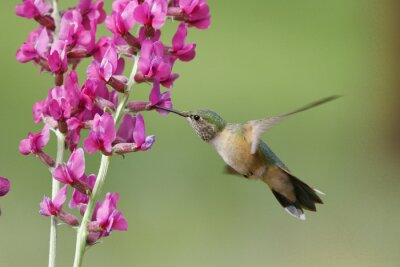 Fototapete Vogel bei den violetten Blumen