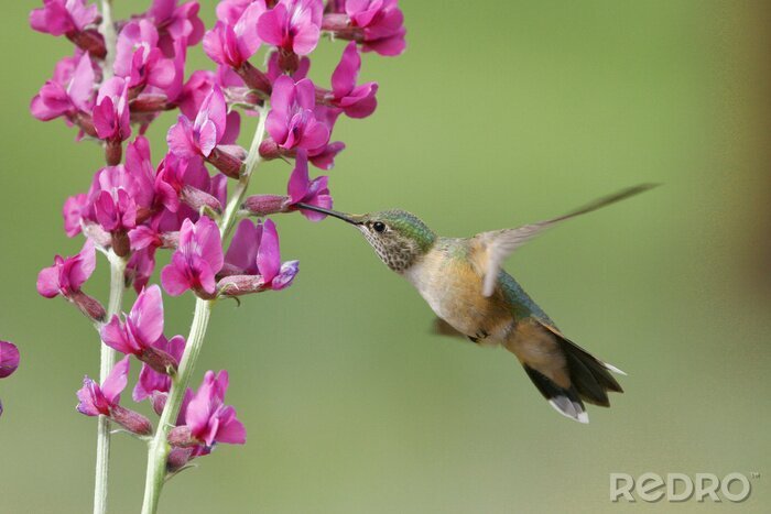Fototapete Vogel bei den violetten Blumen