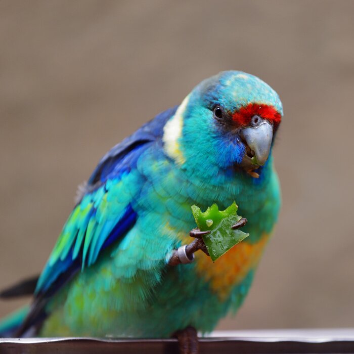 Fototapete Vogel, der Futter in seinen Krallen hält