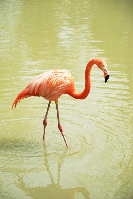 Fototapete Vogel im grünen Wasser