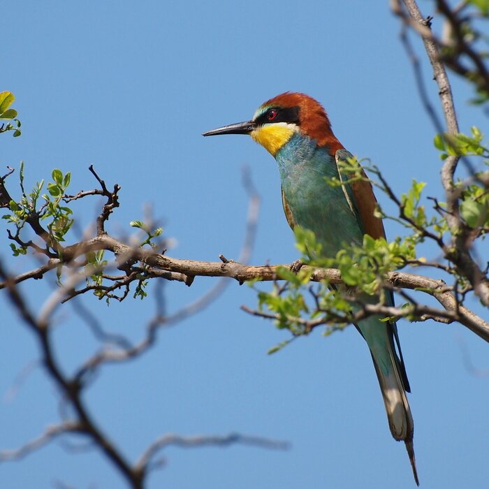 Fototapete Vogel im Hintergrund des Frühlingshimmels