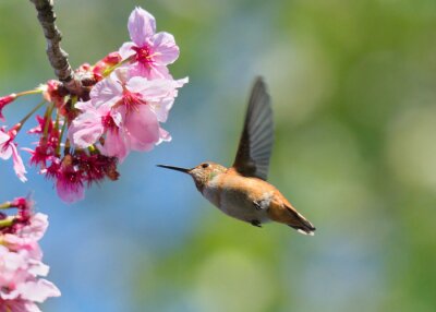 Fototapete Vogel in Bewegung bei den Blumen