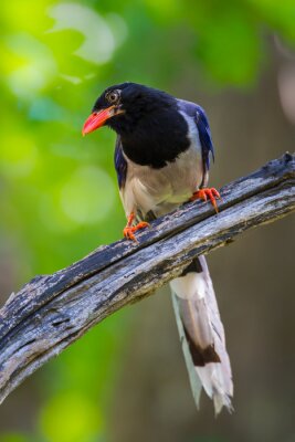 Fototapete Vogel mit orangefarbenem Schnabel
