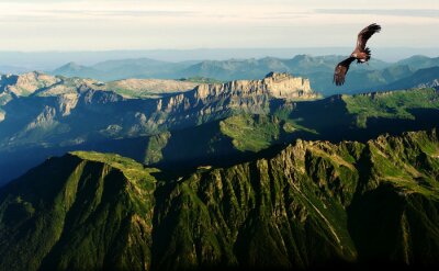 Fototapete Vogel über den Alpen