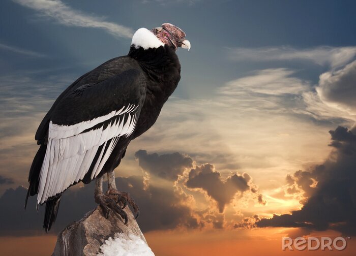 Fototapete Vogel vor dem Hintergrund des untergehenden Himmels