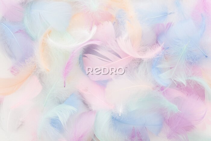Fototapete Vogelfedern in Pastellfarben