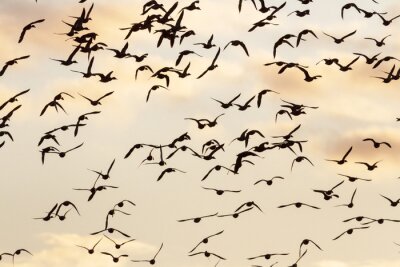 Fototapete Vogelschwarm am Himmel