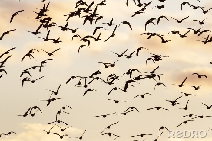 Fototapete Vogelschwarm am Himmel