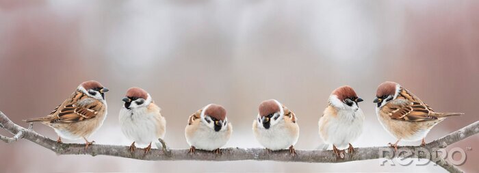 Fototapete Vogelschwarm auf hellem Hintergrund