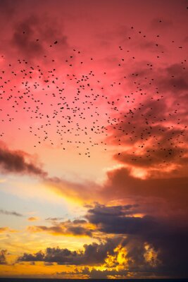 Fototapete Vogelschwarm bei Sonnenuntergang