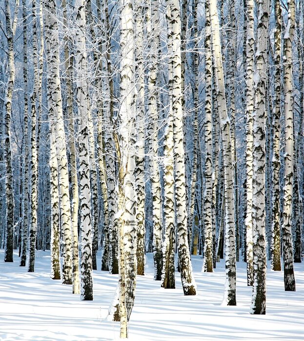 Fototapete Voller Winter und Birken