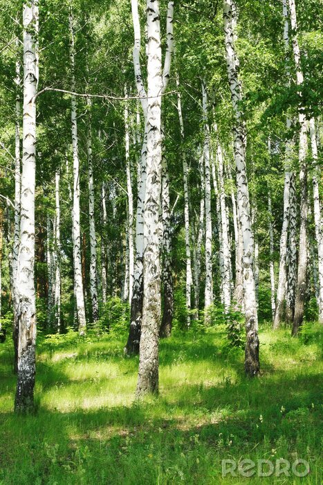 Fototapete Von der Sonne beleuchtete Birken