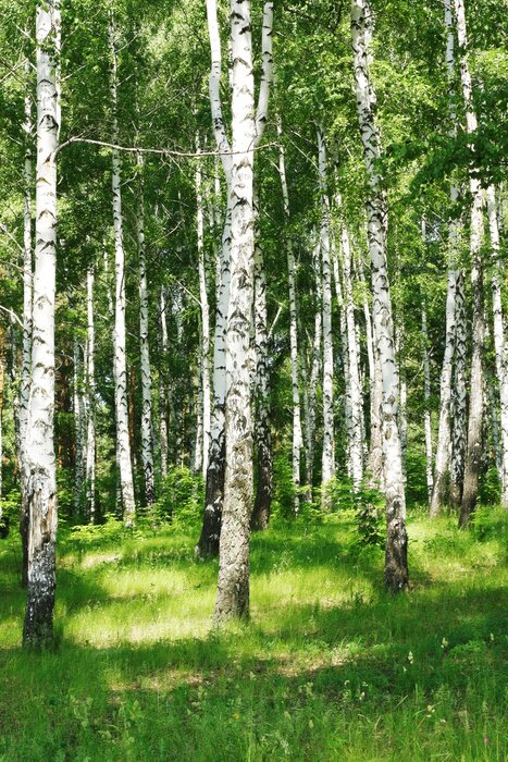 Fototapete Von der Sonne beleuchtete Birken
