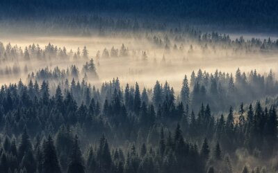 Fototapete Von gelblichem nebel bedeckter wald