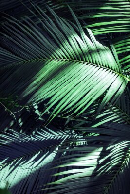 Von Sonnenstrahlen beleuchtete Palmenblätter