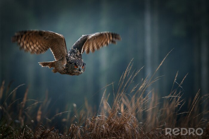 Fototapete vor dem Hintergrund des Waldes fliegender Vogel