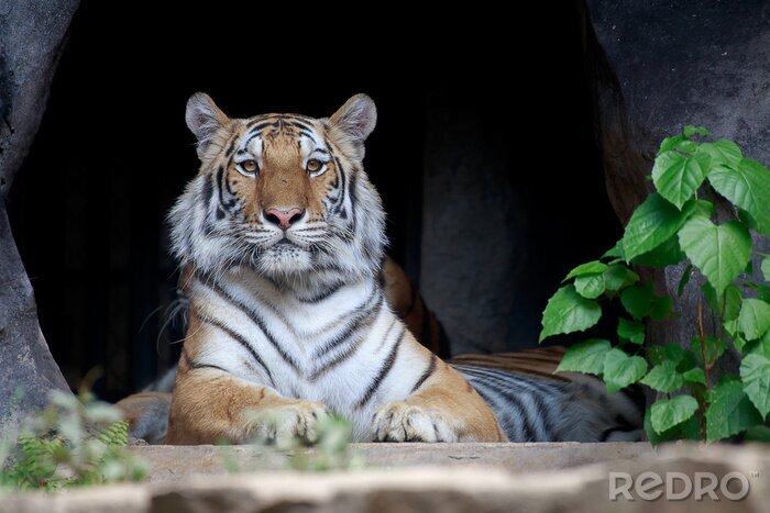 Fototapete Vorwärts schauender tiger