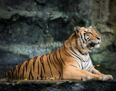 Fototapete Wachsamer tiger auf felsen