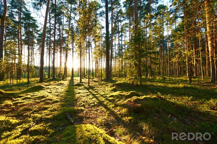 Fototapete Wald aus Froschperspektive