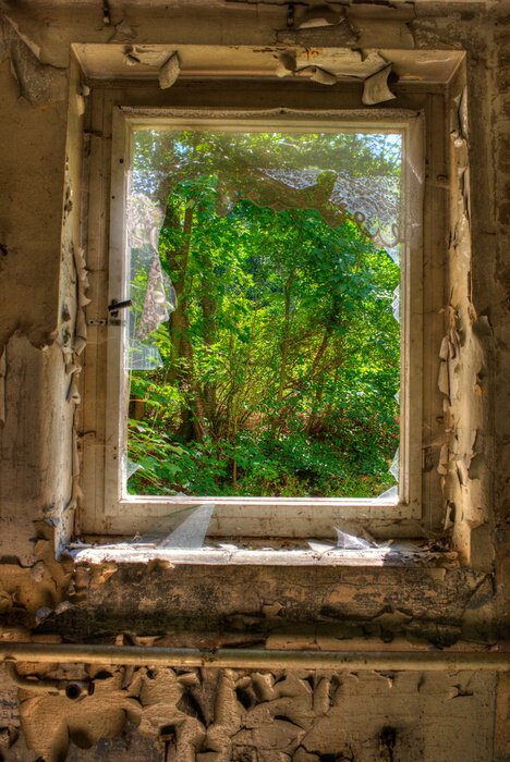 Fototapete Wald durch ein altes Fenster