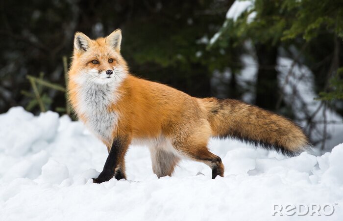 Fototapete Wald Fuchs im Schnee