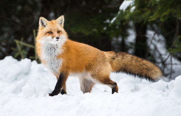 Fototapete Wald Fuchs im Schnee