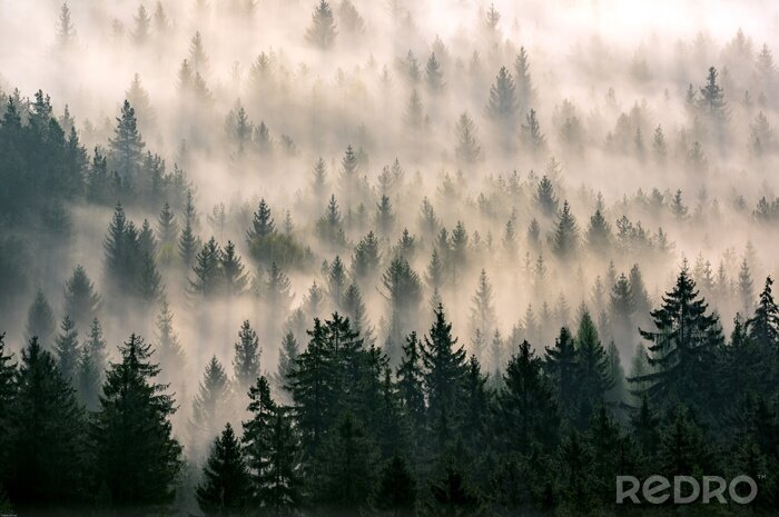 Fototapete Wald hinter dem nebel