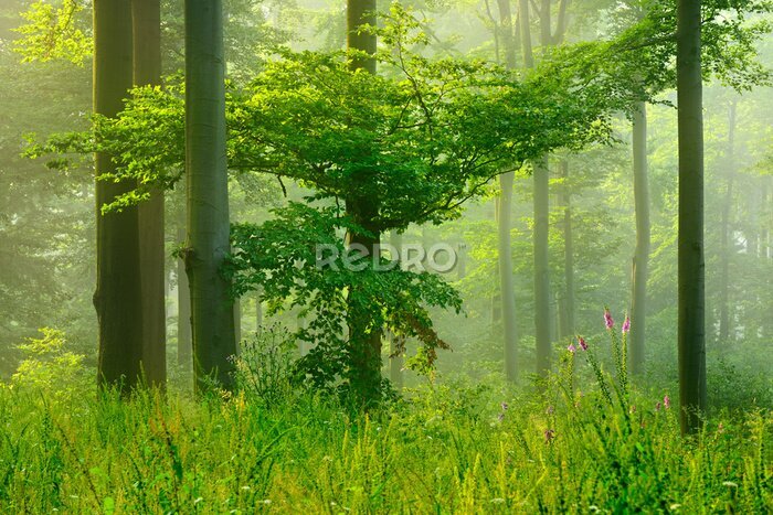 Fototapete Wald im Grünen und Frühlingssonnenstrahlen