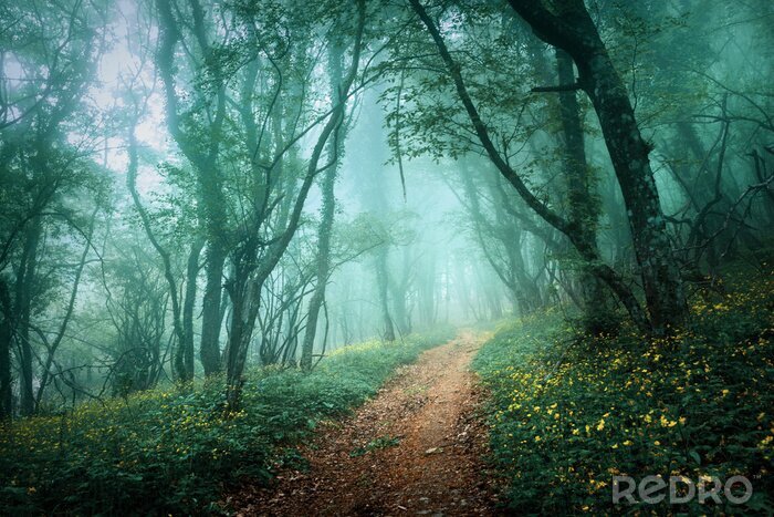 Fototapete Wald im grünlichen nebel