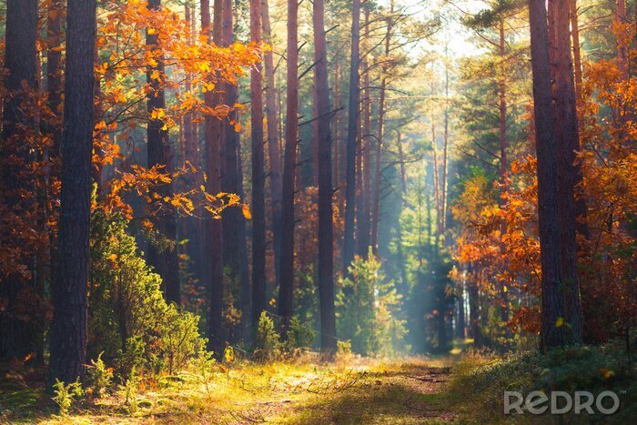 Fototapete Wald im Herbst