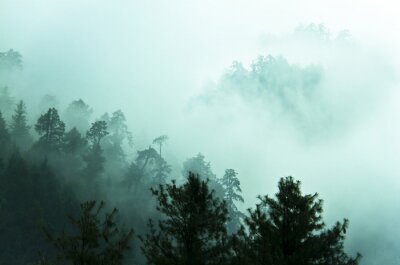 Fototapete Wald im himalaya