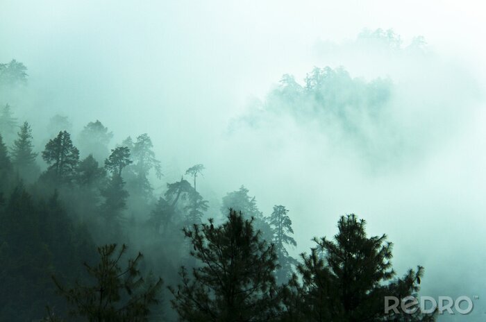 Fototapete Wald im himalaya