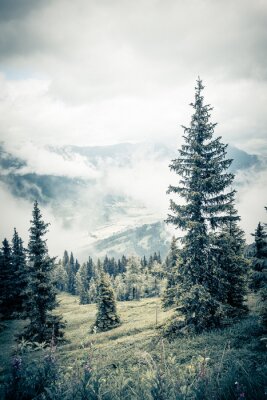 Fototapete Wald im Nebel