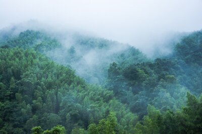 Fototapete Wald im regen und nebel