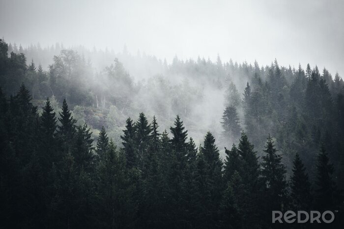 Fototapete Wald im scandi-stil