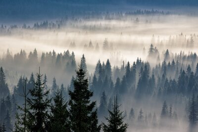 Fototapete Wald im skandinavischen stil